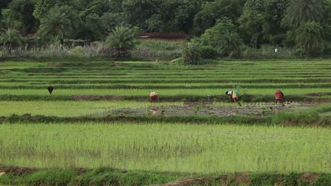 Bauern,-Die-Während-Der-Regenzeit-In-Deoghar,-Jharkhand,-Neue-Pflanzen-Auf-Reisfeldern-Anpflanzen