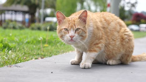 orange cat sitting on sidewalk