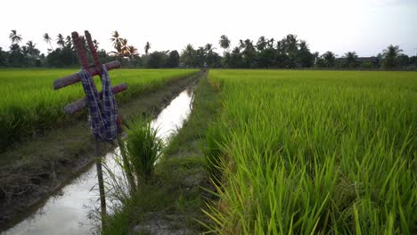 hashtag symbol at rice paddy