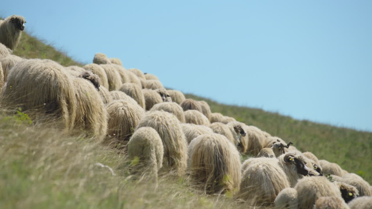 Sheep Flock on a Hillside