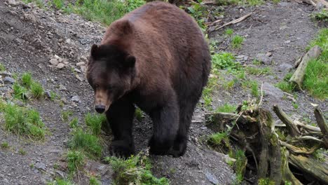 orso marrone maschio che cammina lentamente, alaska