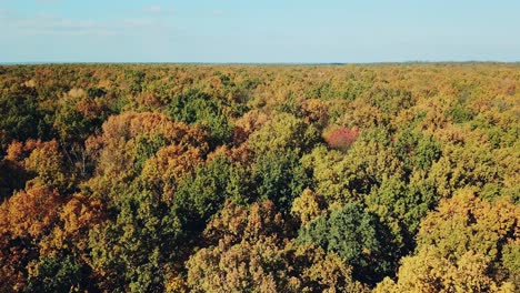 view of the tops of the trees of the autumn forest. camera motion to left. aerial landscape