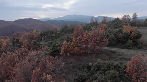 Fast-aerial-over-Autumn-colour-foliage-forest-trees-with-red-leaves-cloudy-day