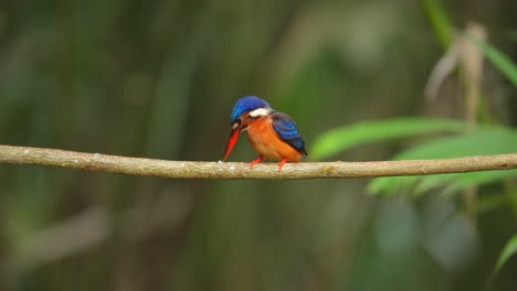 Blue-eared-kingfisher-bird-perching-on-the-tree-branch-in-the-tropical-forest