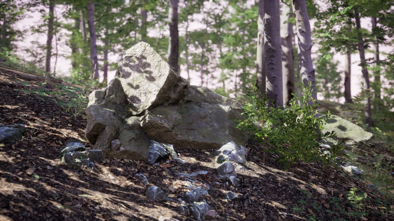 ⁇ 은 숲에 들어가는 날의 마지막 빛 그냥 비가 내린 후