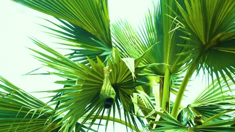 Close-up-of-asian-palmyra-palm-with-a-weaver-bird-nest-with-a-bird-on-it-in-Bangladesh