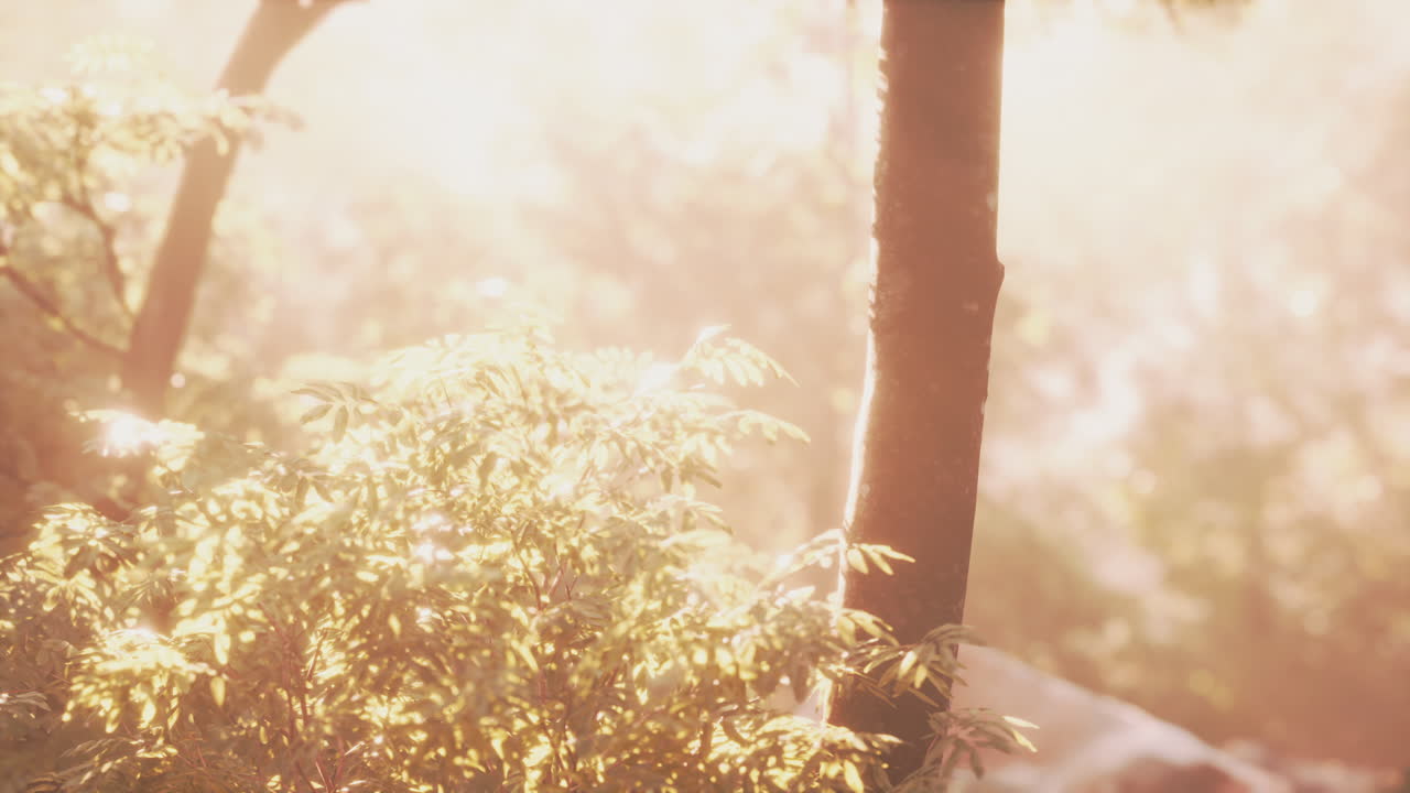 늦은 여름의  ⁇ 빛이 나무들을  ⁇ 고