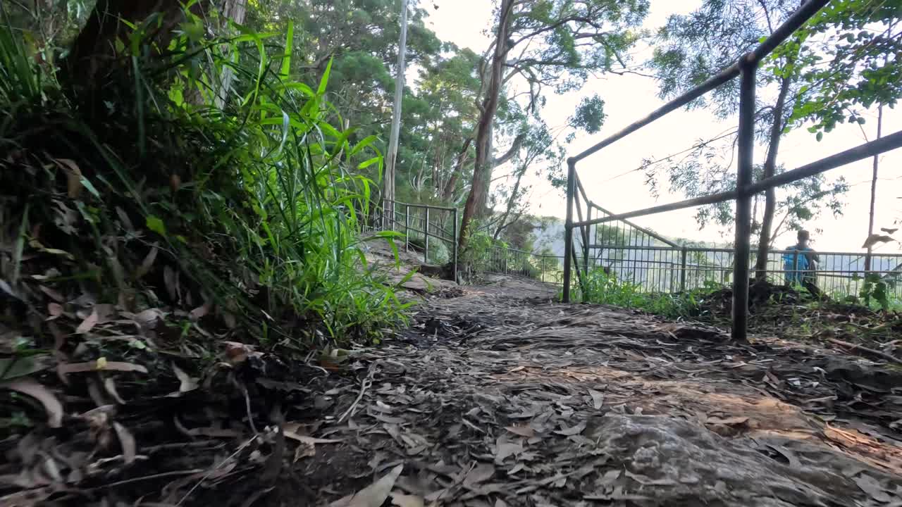 울창 한 숲 을 가로질러 산책 하는 것