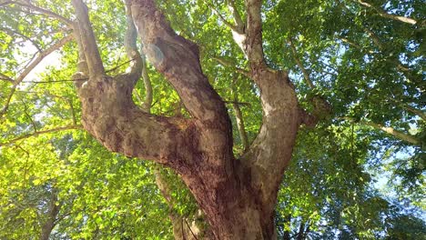 sunlight shines through lush green tree branches