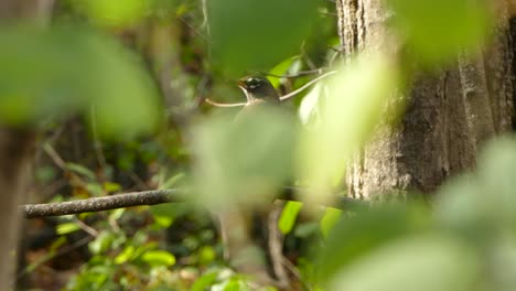 hojas que soplan del viento que revelan una vista clara del pájaro petirrojo en un fondo perfecto