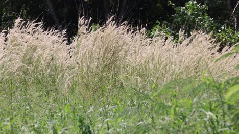 tall grasses moving gently in the breeze.