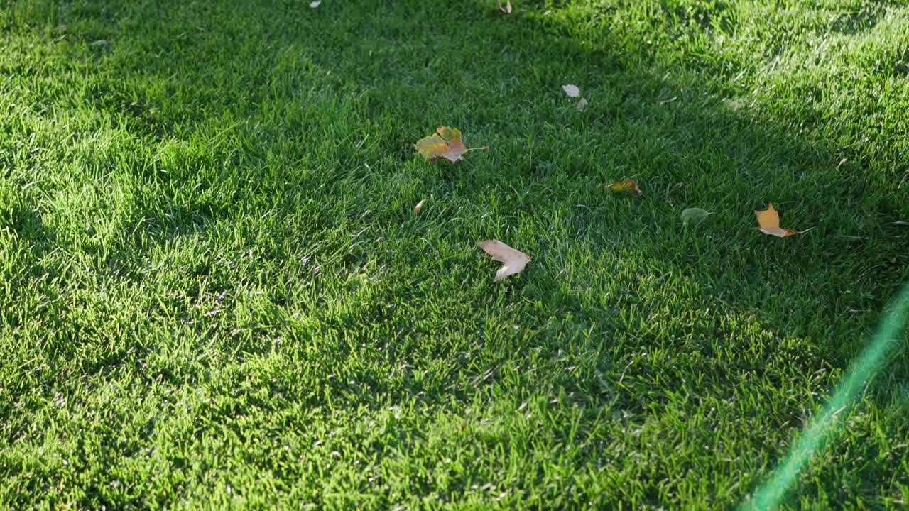 An athletic soccer player dribbling a football up the field to score a goal to win the sports game SLOW MOTION