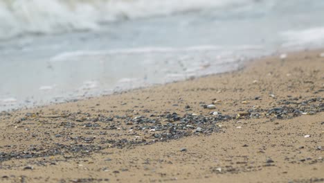 Muscheln-Am-Weißen-Sandstrand-Im-Sommer,-Ruhige-Wellen,-Ostseeküste,-Sommerurlaub,-Entspannung,-Meer,-Reisekonzept,-Niedrige-Mittlere-Aufnahme