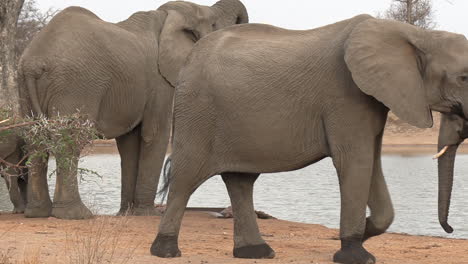 old and young elephants walk by waterhole on cloudy day, south africa