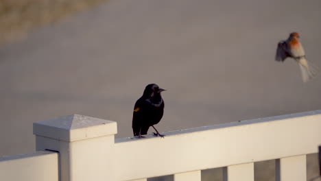 Rotflügelige-Amsel-Auf-Einem-Singenden-Zaun