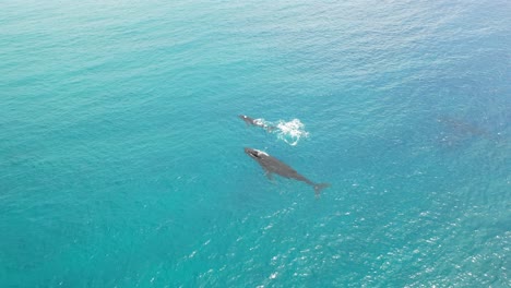 islas cook - avistamiento de ballenas rarotonga 3