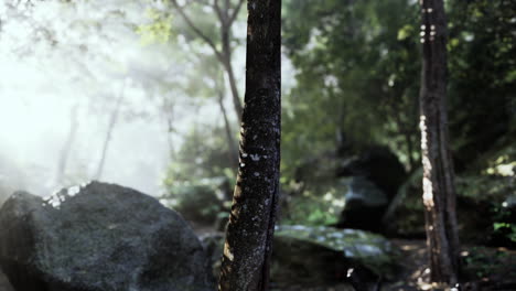 majestic rock amidst sunlit tropical forest