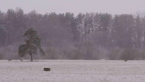 distant roe deers in snowy morning walking in slow motion
