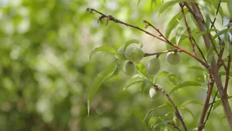 Peaches-growing-on-the-tree-in-beautiful-sunlight