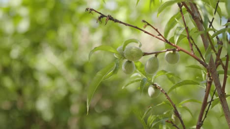 melocotones creciendo en el árbol en la hermosa luz del sol