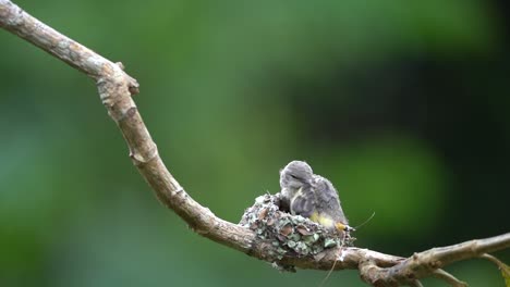 das kleine baby-minivet-vogel im nest auf einem baumzweig