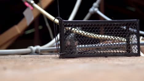 panning shot of mouse or rat caught in a live trap in attic of residence by exterminator