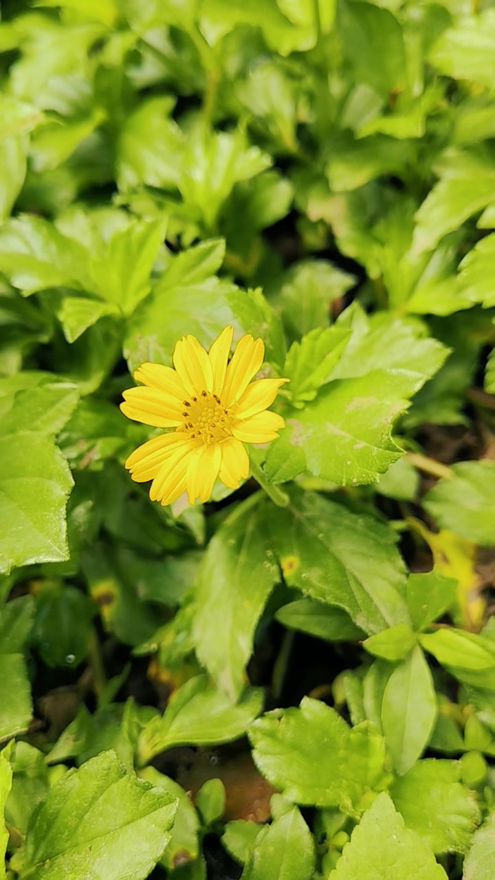 Single Yellow Wedelia Flower Blooming Amidst Lush Green Foliage