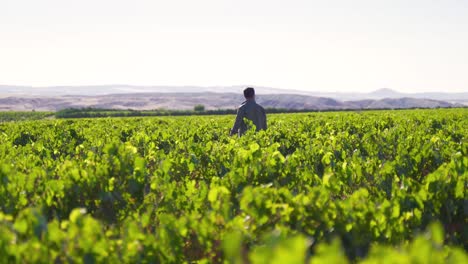 Viñedo.-Granjero-Caminando-Lentamente-Por-Su-Tierra.-Hombre-Adulto-Joven.