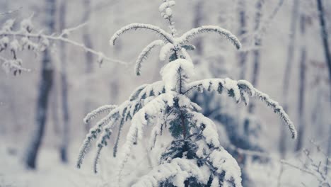 La-Primera-Nieve-Blanca-Pura-Cubre-Las-Tupidas-Ramas-Del-Pino