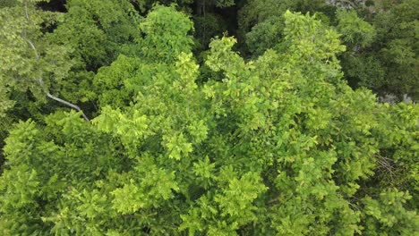 tropical-rainforest-canopy,-amazonian-treetop