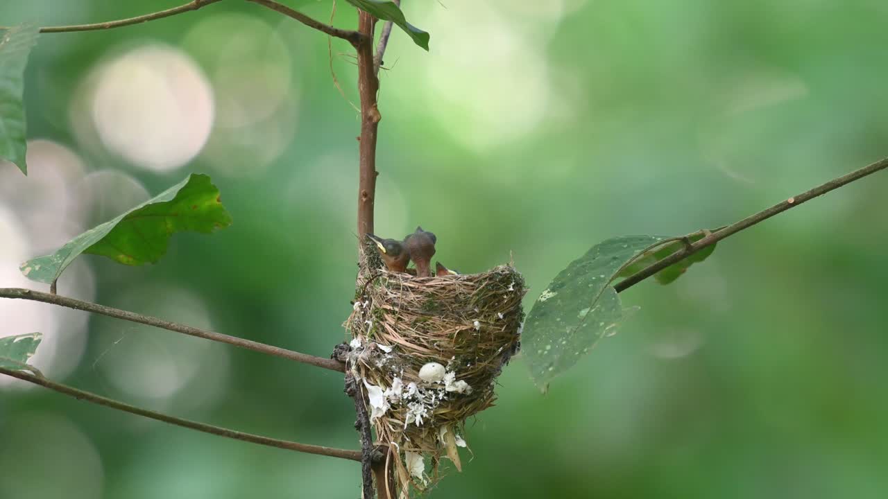 Black-naped Monarch, Hypothymis azurea, Thailand
