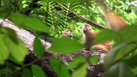 Spider-monkeys-play-in-a-tree-3