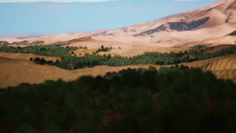green grass in liwa desert