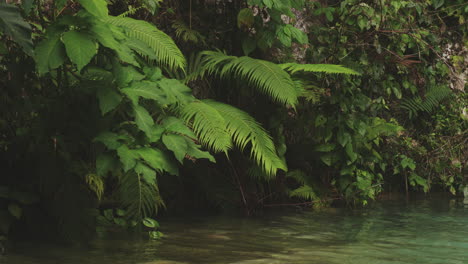 creciente follaje exótico en el bosque tropical de balneario mata de maiz en polo, república dominicana