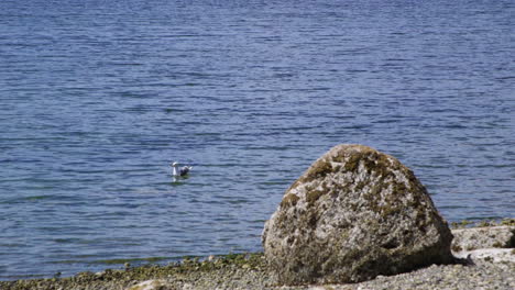 camano island state park, wa state beach with rocks and boulder