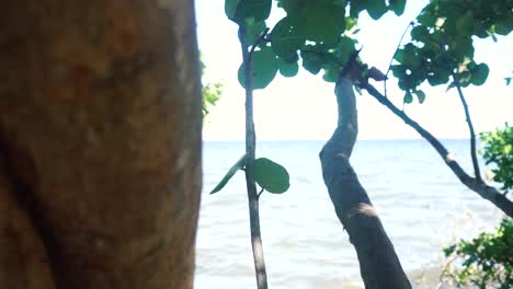 movimiento hacia arriba a lo largo de un árbol con vistas al océano