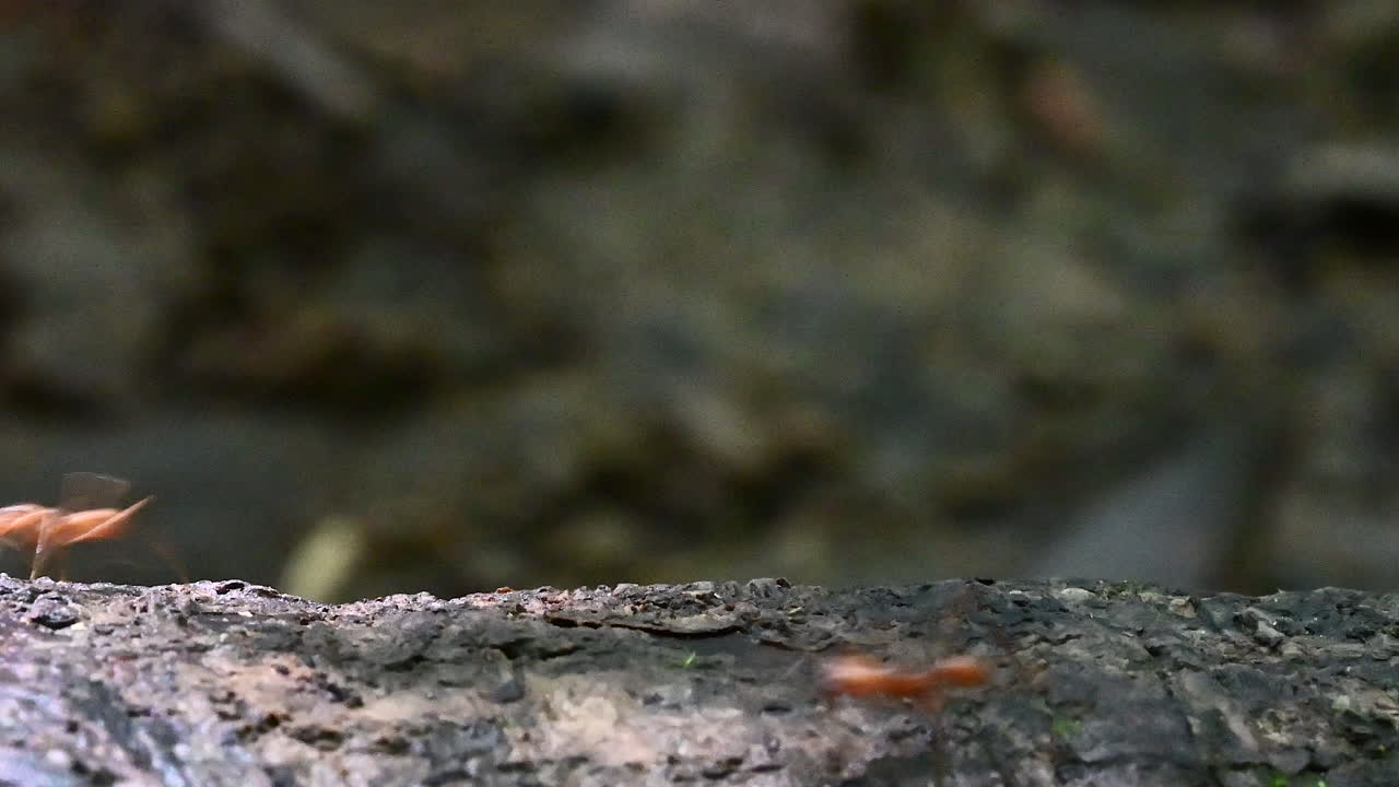 hormigas cortadoras de hojas que llevan pedazos de hojas y flores sobre un tocón de árbol en la selva tropical
