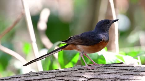 el shama de rabadilla blanca es una de las aves más comunes en tailandia y se puede ver fácilmente en los parques de la ciudad, tierras de cultivo, áreas boscosas y parques nacionales