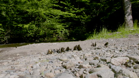 Schmetterlingspfützenparty-Am-Rocky-River-In-North-Carolina