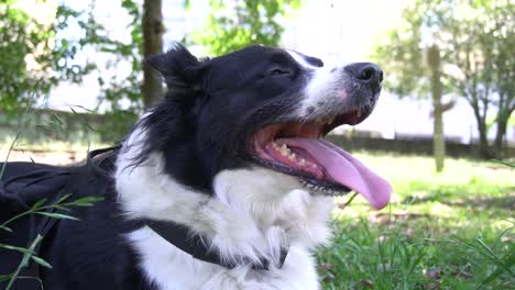 a happy dog have to go for a walk everyday with his owner and enjoy the grass and sun on a break on a park