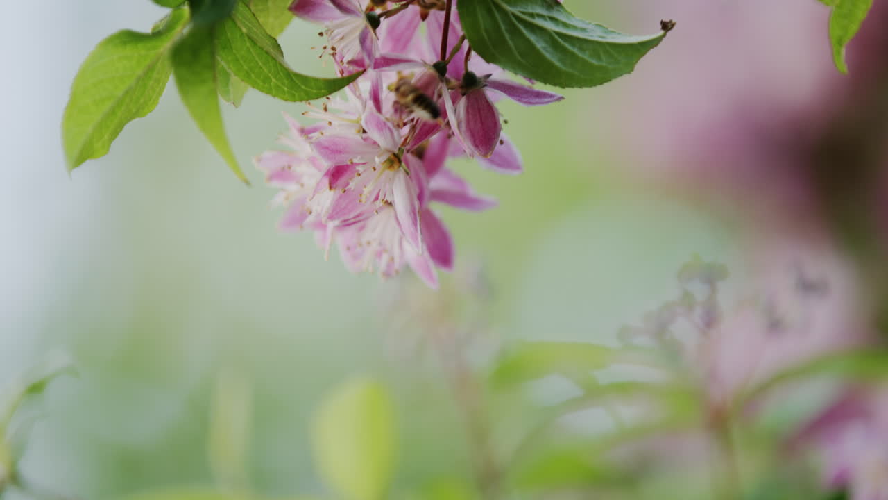 la imagen en primer plano muestra una abeja flotando sobre una flor rosa adornada con hojas verdes