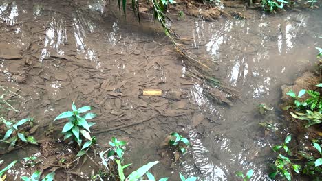 trash under shallow stream in the forest trails of windsor nature park in singapore