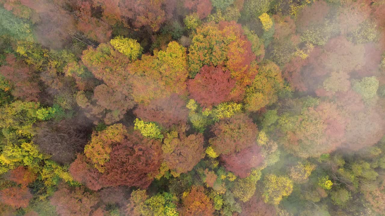 Aerial View of Colorful Autumn Forest