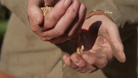 el agricultor inspecciona su cosecha con las manos sosteniendo semillas maduras de trigo.