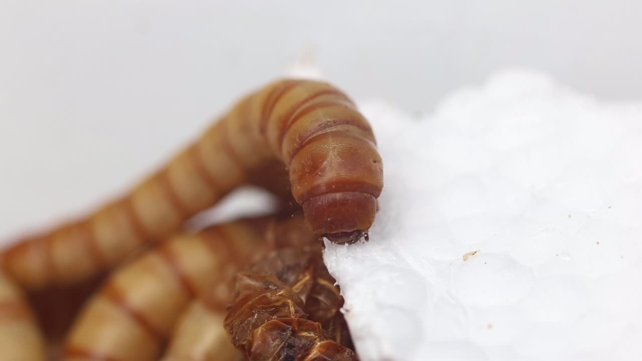 Un verme della farina gigante che si nutre di polistirene