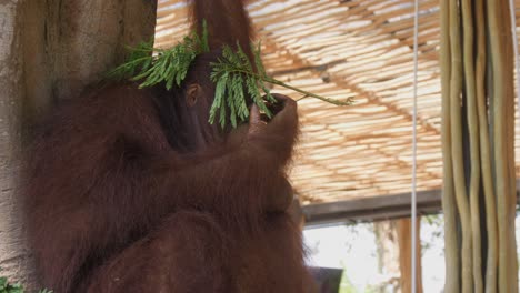 an orangutan playing with plant