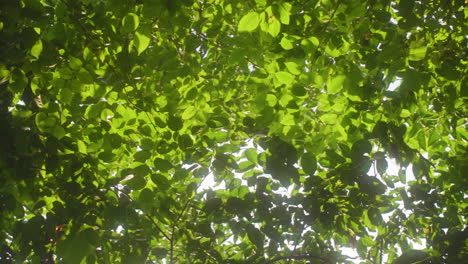 vibrant dense foliage against bright sunny sky