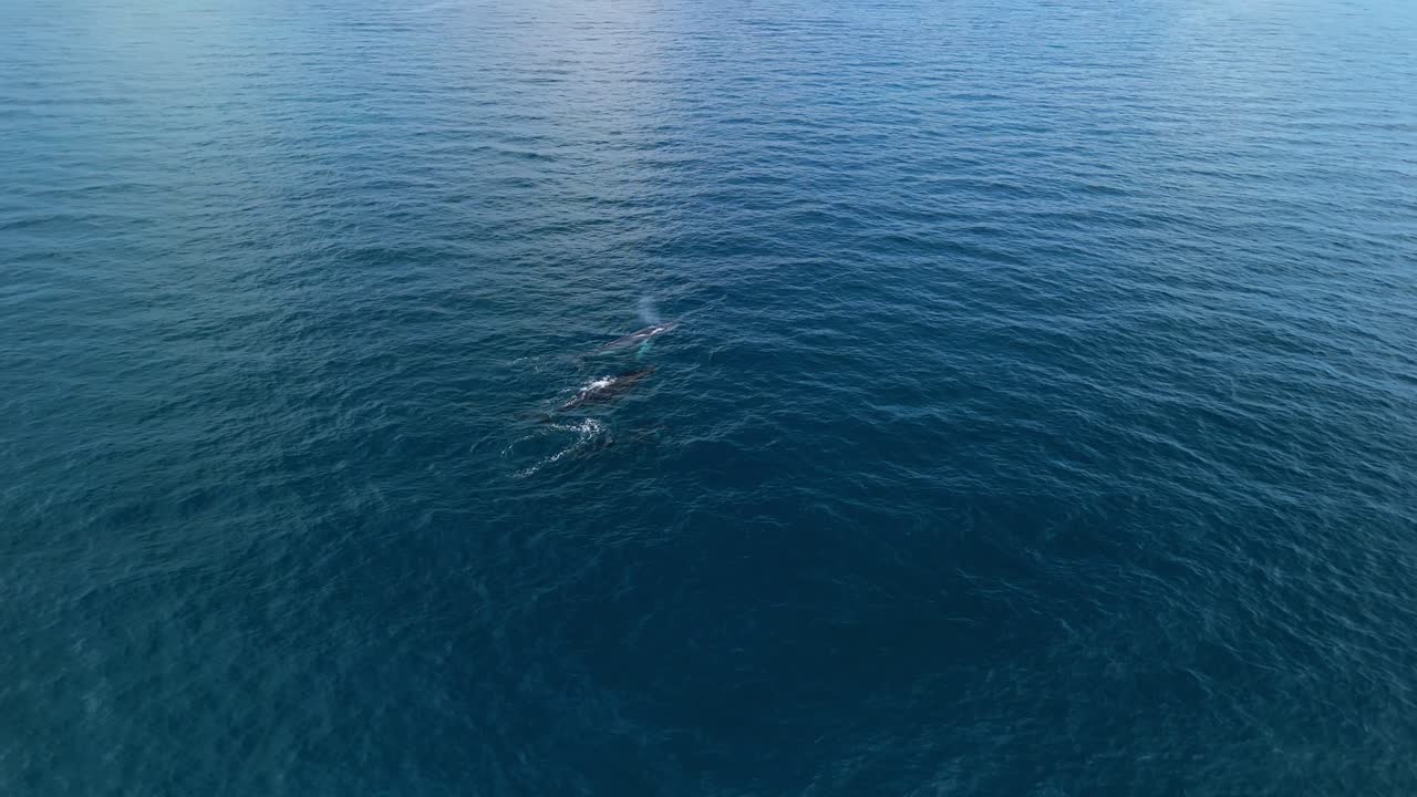Family of 3 whales swimming below drone in Western Australia