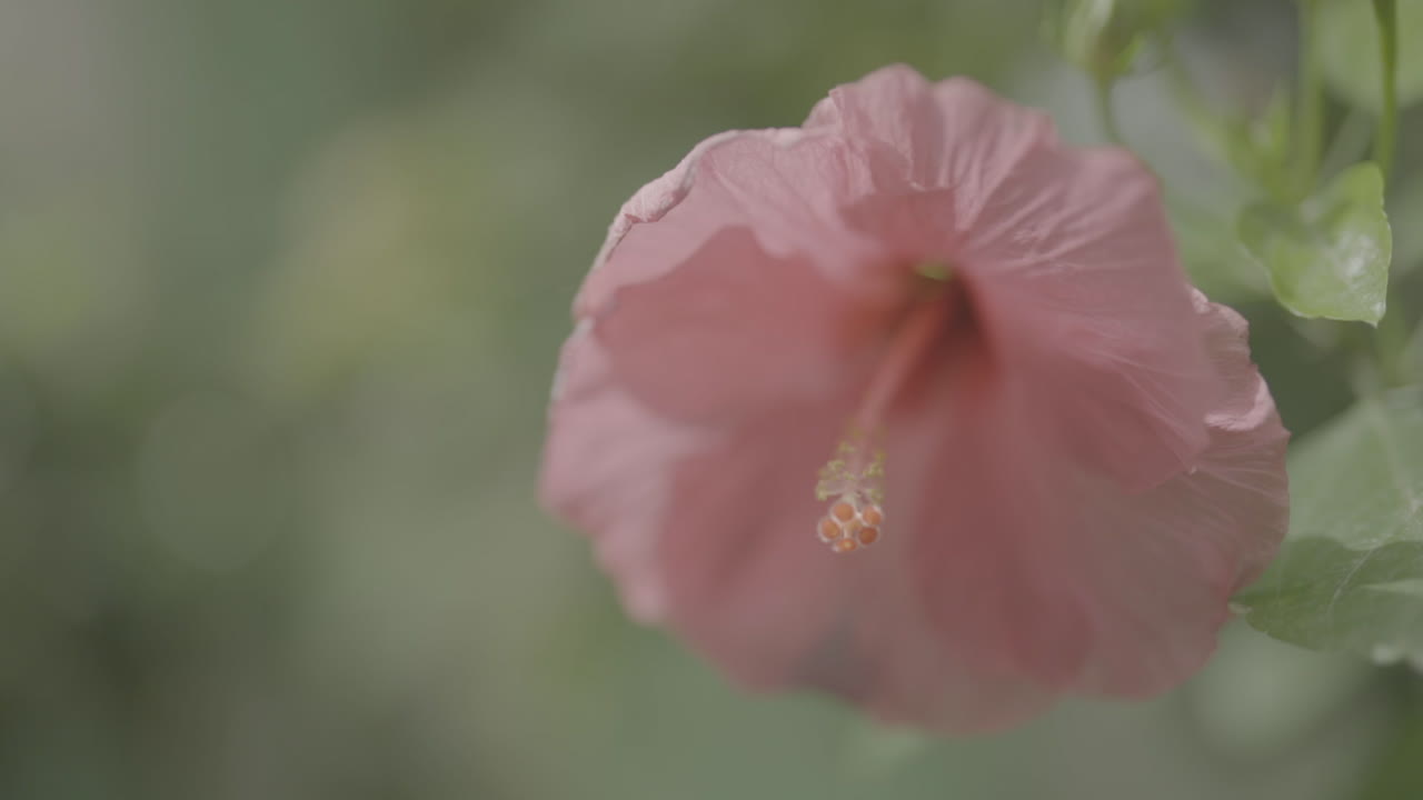 Closeup of a Pink Hibiscus Flower