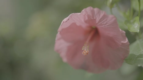 Closeup of a Pink Hibiscus Flower